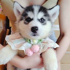 Wooly Husky