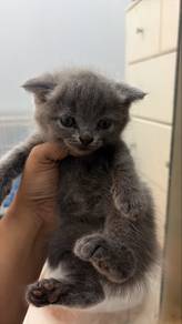 scottish fold blue