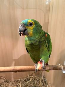 bird