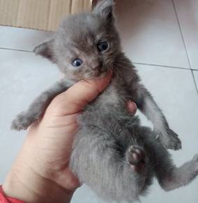 BSH Mix Persian( KITTEN )