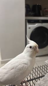 Female Albino Cockatiel