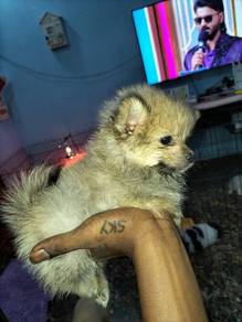 teacup Pomeranian puppie