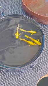 ikan guppy 