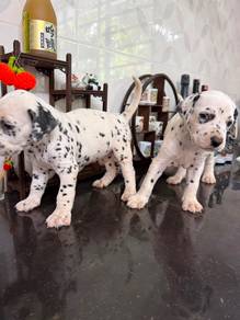 Dalmatian puppies up for sale .