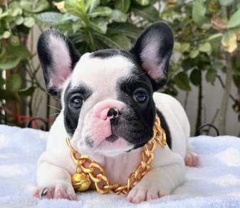 FRENCH BULLDOG PUPPIES F147 Cute Puppy