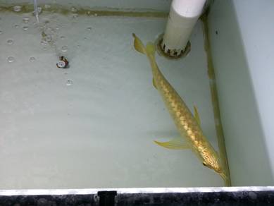 arowana 24k golden crossback 10 inch