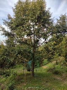 Agricultural Land in Kulim, KDH