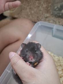 Hamster for Sale