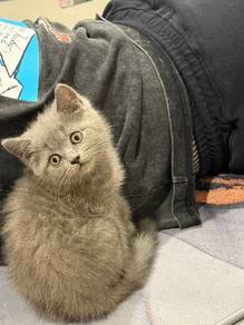 Bsh