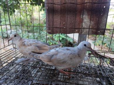 Anak burung terkukur