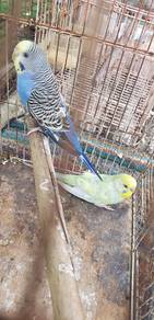 Burung