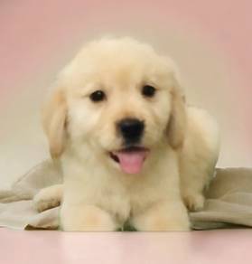 Golden retriever female mka microchip