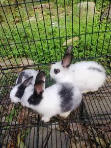 Rabbit