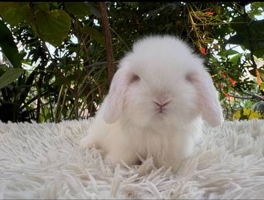 Holland lop