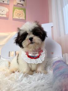 西施宝宝 Shihtzu 🎀