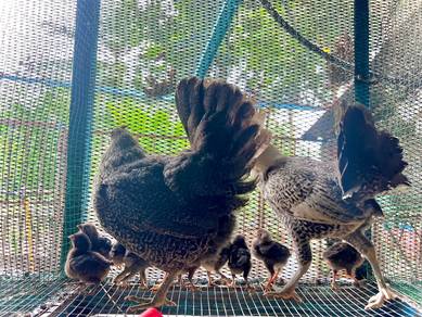 anak ayam mix bpr arab