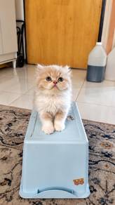 Persian Kitten Male Semiflat 