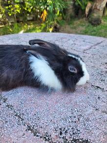 Arnab lionhead betina dwwasa 8 bln