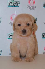 J0029 Cockapoo Sweet Baby Face Curly Hair Puppy