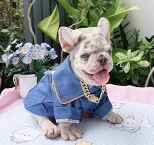 FRENCH BULLDOG PUPPIES 🌻VIP76 Boy ~ Girl