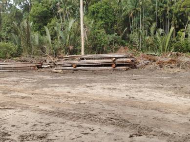 Kayu Nibong