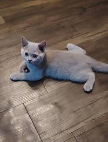 kitten bsh lilac