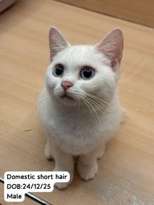 Domestic Short Hair Untuk Dijual !!