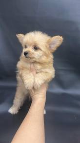 PomaPoo (Pomeranian mix Poodle) F2 博美混贵宾 女生