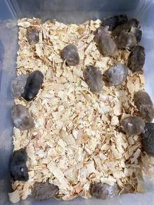 Hamster Borong Murah