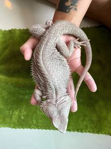 Bearded Dragon Zero Pair