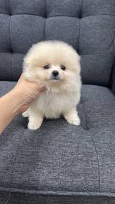 Pure Breed Cream Pomeranian (F308) 纯种米白色博美 女生