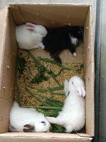 Rabbit