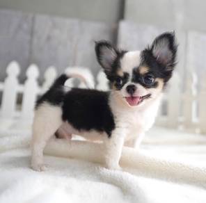 CHIHUAHUA PUPPIES VIP131🌷Head Apple Cute Dog Boy