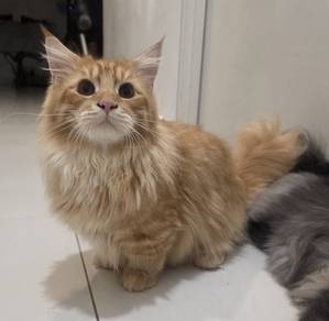 munchkin male short leg