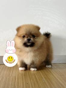 HHH_900303 Tiny Pomeranian puppy