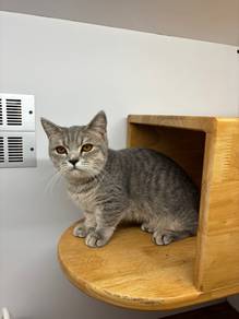Munchkin Cat