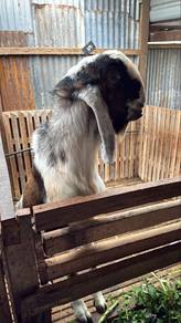 jumblo kambing