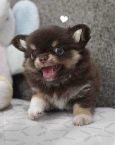 CHIHUAHUA PUPPIES VIP262🌷Head Apple Cute Dog