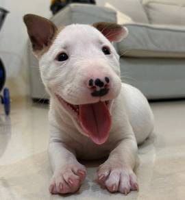 BULL TERRIER PUPPIES BT118 🐻  Available Cute