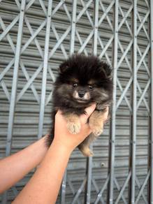 pomeranian