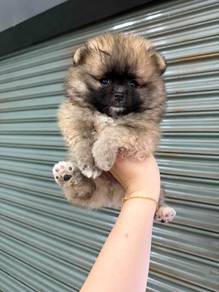 pomeranian