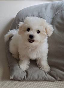 Poppet Cute Little White Fur Ball Baby Dog