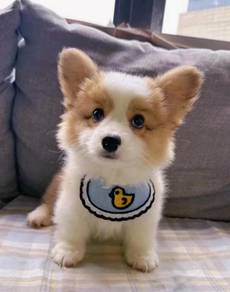 Welsh Corgi