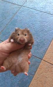 Hamster