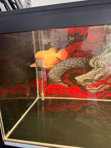 arowana super red