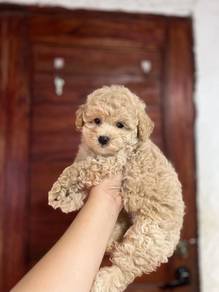 maltipoo puppy4