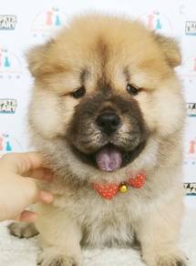 Chow chow