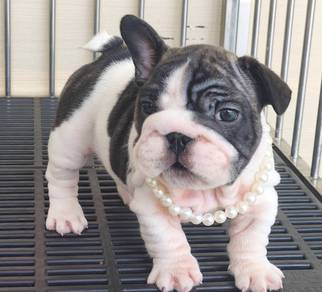 FRENCH BULLDOG PUPPIES 🌻A200 Cute & Big Rope