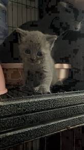British Shorthair BSh kucing