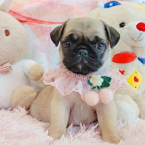 Pug